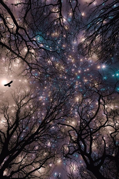 Owl In The Starry Night Silhouette Branches Tree