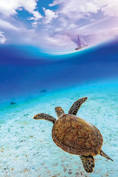 Sea Turtle In Ocean Watching A Sailboat