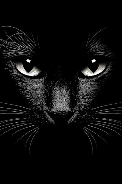 Beautiful Black Cat Close Up