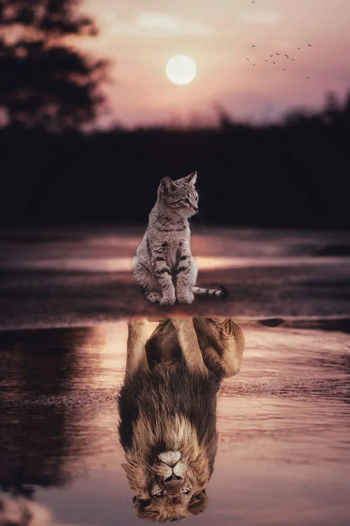 Cats Are Lions Puddle Reflection And Sunset by GEN Z wall art