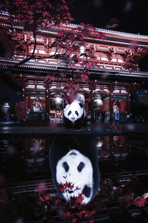 Chinese Panda Puddle Street Reflection