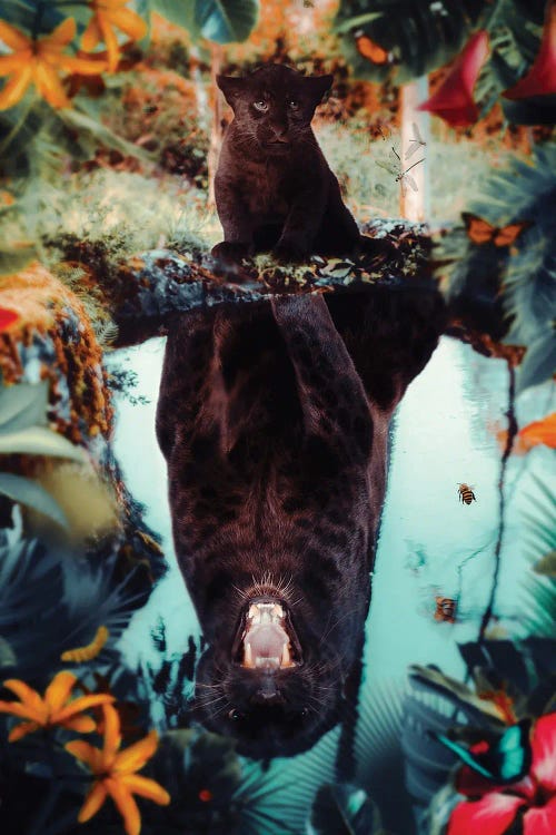 Cute Baby Baghera Puddle Reflection