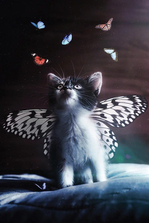 Cute Butterfly Kitten And Butterflies