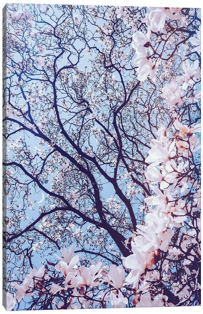 Aesthetic Cherry Flowers Canvas Art Print - Cherry Tree Art