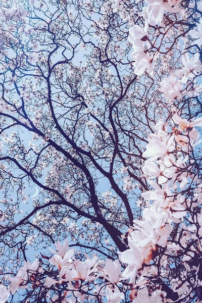 Cherry Trees: Aesthetic Cherry Flowers by GEN Z