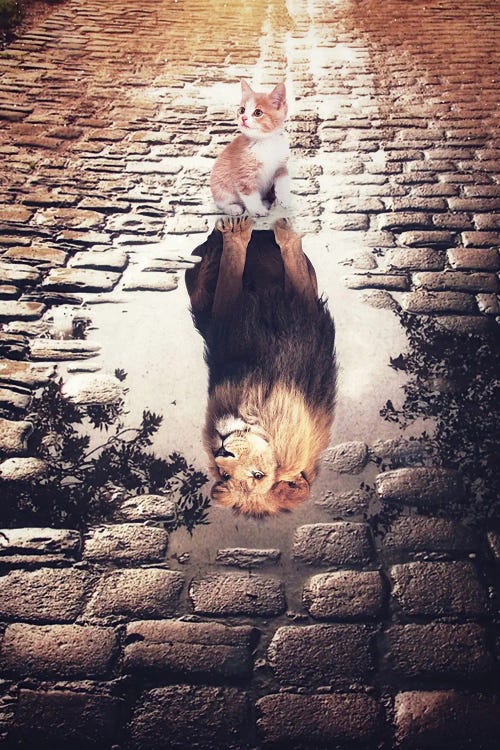 Dreaming Of Cat Puddle Reflection In The Cobblestones