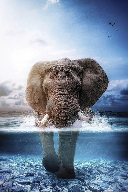 Elephant Walking In The Sea