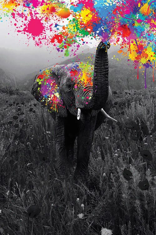 Elephant Playing With Paint In Black And White Nature