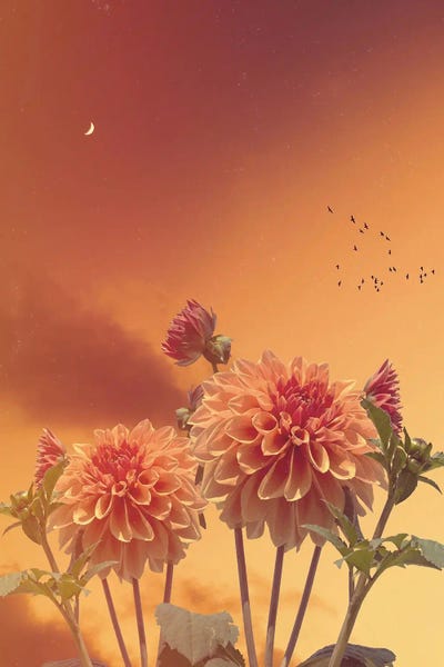 Dahlias: Aesthetic Dahlia Orange by GEN Z