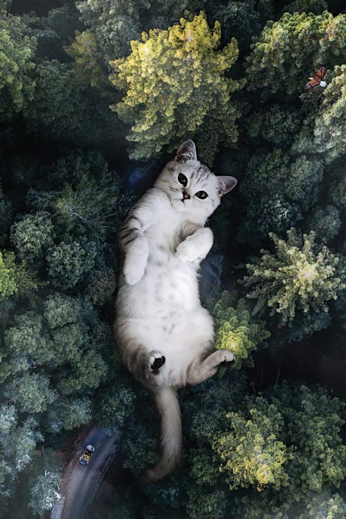 A Giant Cat Lying On Its Back In The Forest