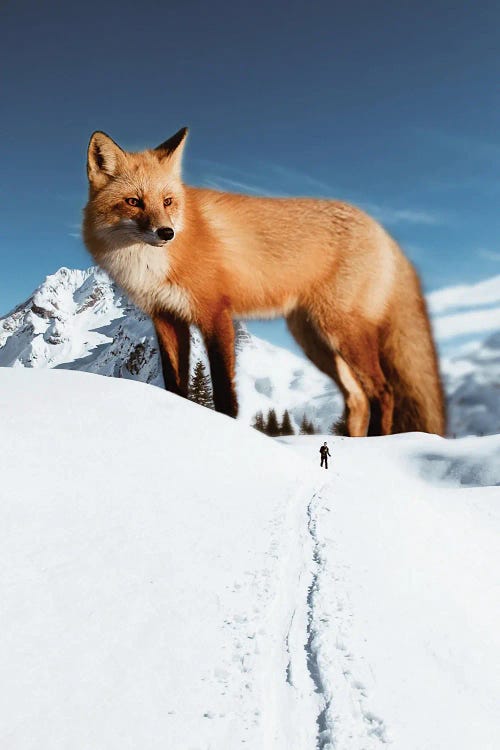 Red Fox In White Snow