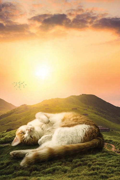 Giant Cat Relaxing On The Hills