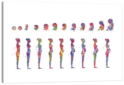 Pregnancy Stages Canvas Art Print - Body Positivity Art