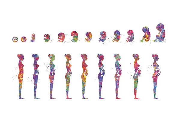 Science: Pregnancy Stages by Genefy Art
