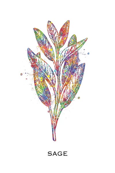 Herbs: Sage by Genefy Art