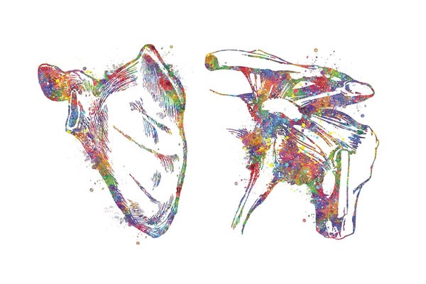 Biology: Scapula by Genefy Art