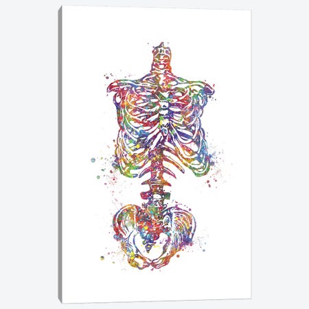 Skeleton Torso Canvas Print #GFA117} by Genefy Art Canvas Art Print