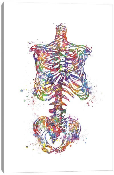 Skeleton Torso Canvas Art Print - Anatomy Art