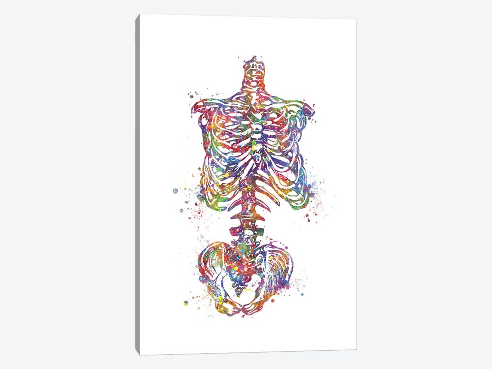 Skeleton Torso by Genefy Art 1-piece Canvas Print