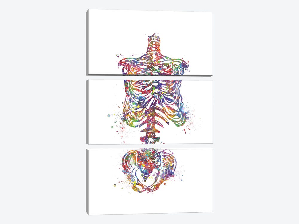 Skeleton Torso by Genefy Art 3-piece Canvas Art Print