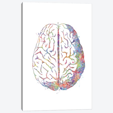Brain Anatomy Canvas Print #GFA11} by Genefy Art Canvas Print