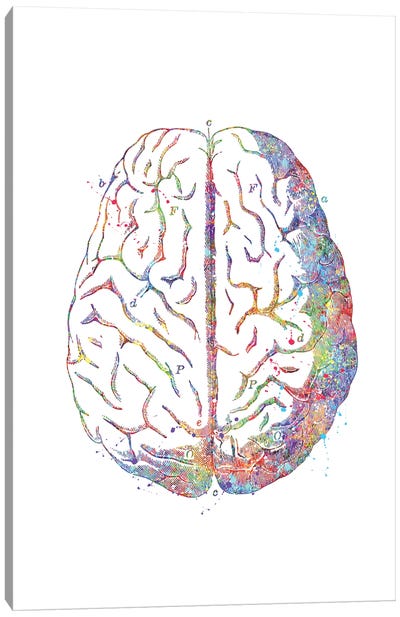 Brain Anatomy Canvas Art Print - Genefy Art
