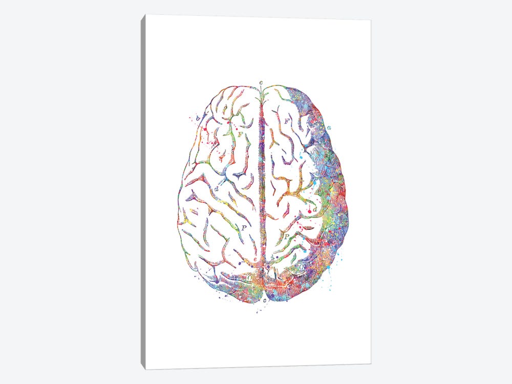 Brain Anatomy by Genefy Art 1-piece Canvas Wall Art