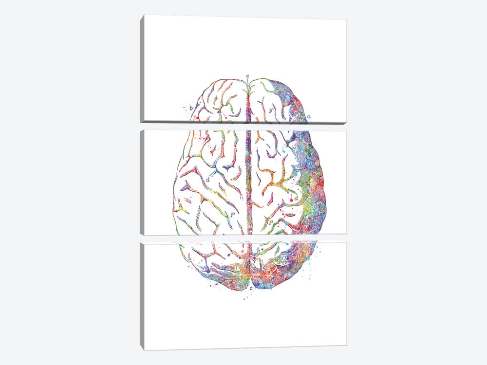 Brain Anatomy by Genefy Art 3-piece Canvas Artwork