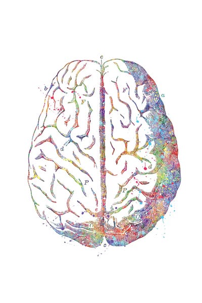 Kids Educational Art: Brain Anatomy by Genefy Art