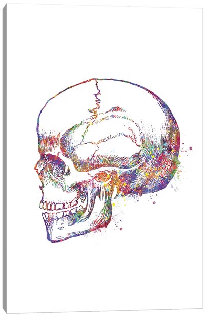 Skull Left Canvas Art Print - Anatomy Art