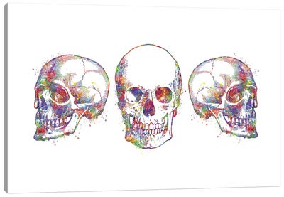 Skull Set III Canvas Art Print - Anatomy Art