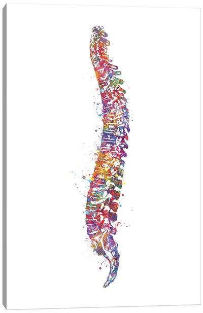 Spinal Cord I Canvas Art Print - Science Art