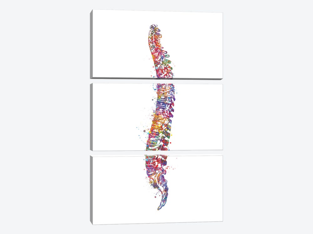 Spinal Cord I by Genefy Art 3-piece Canvas Artwork