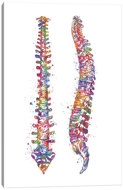 Spinal Cord II Canvas Art Print - Anatomy Art