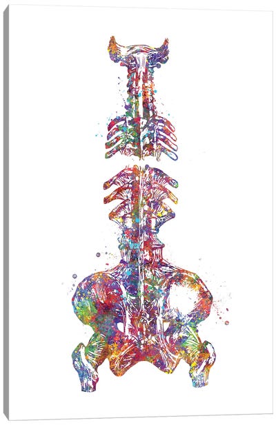 Spine Pelvis Canvas Art Print - Anatomy Art