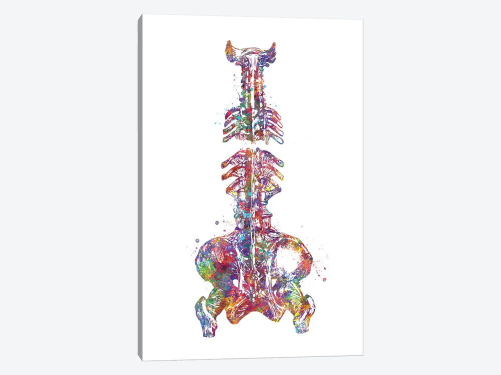 Spine Pelvis by Genefy Art 1-piece Canvas Art