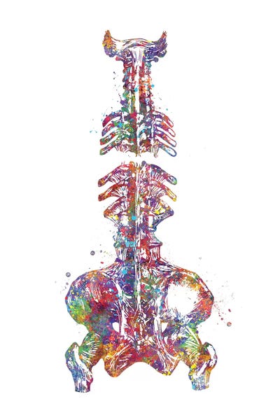 Spine Pelvis