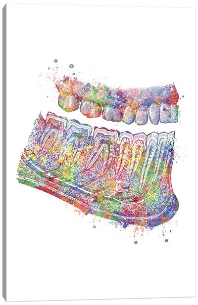 Teeth Cross Canvas Art Print - Anatomy Art