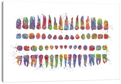 Teeth Diagram Canvas Art Print - Kids Educational Art