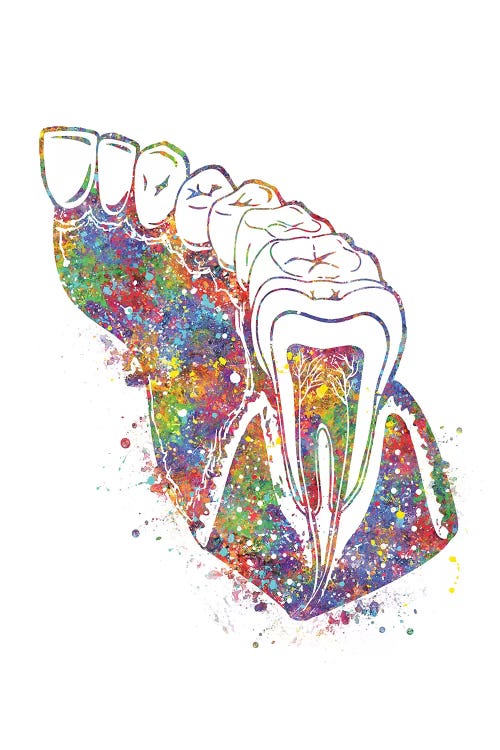 Teeth Molar