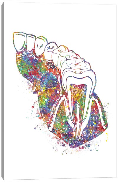 Teeth Molar Canvas Art Print