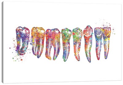 Tooth Row Anatomy Canvas Art Print - Anatomy Art