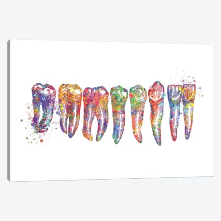 Tooth Row Anatomy Canvas Print #GFA137} by Genefy Art Canvas Print