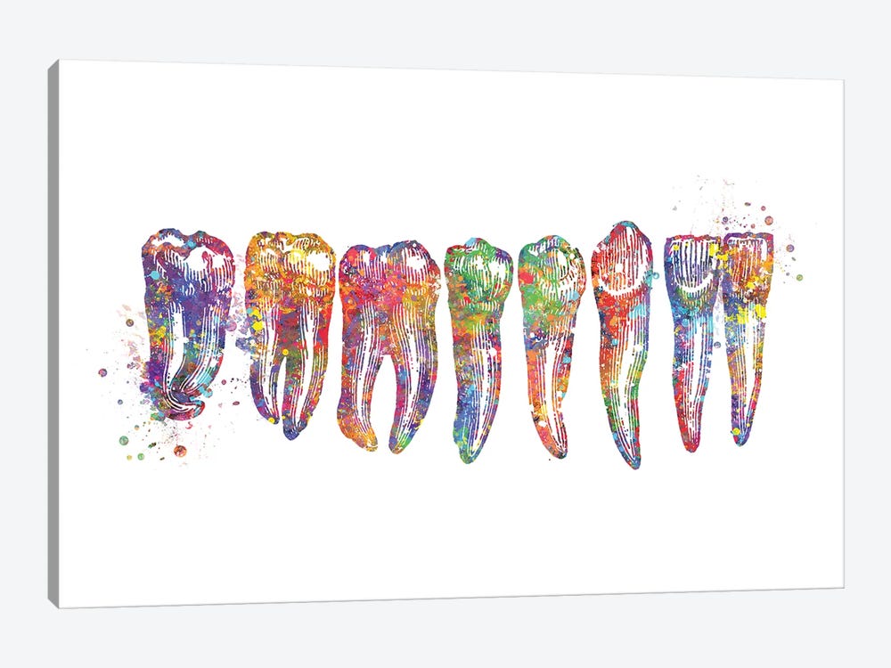 Tooth Row Anatomy by Genefy Art 1-piece Canvas Art Print