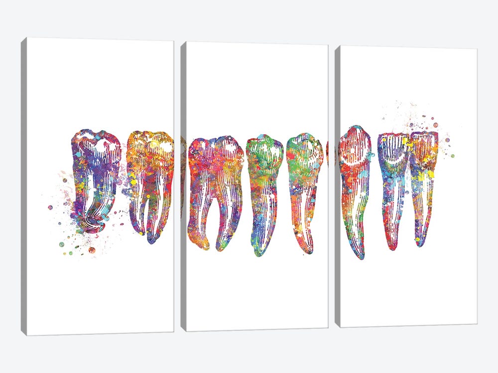 Tooth Row Anatomy by Genefy Art 3-piece Art Print