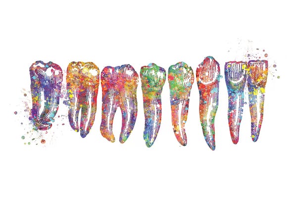 Kids Educational Art: Tooth Row Anatomy by Genefy Art