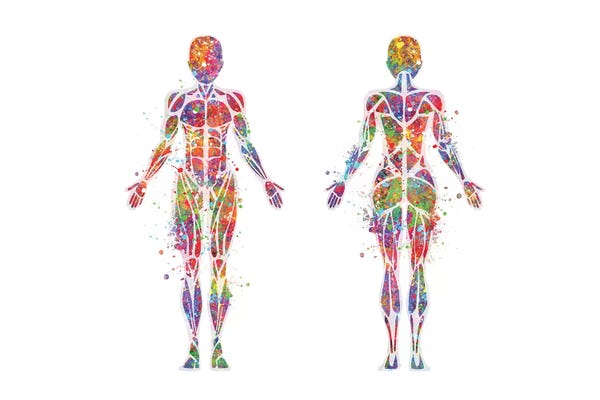Kids Educational Art: Torso Female by Genefy Art