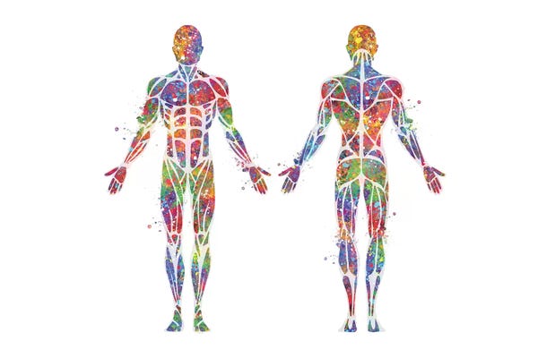 Science: Torso Male by Genefy Art