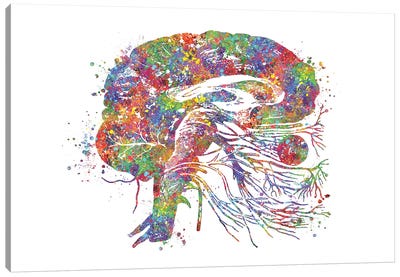 Brain Cranial Canvas Art Print