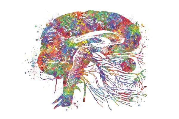 Biology: Brain Cranial by Genefy Art